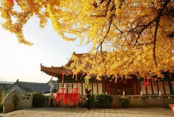 Trung Quốc: Vẻ đẹp mùa Thu Cổ thụ Bạch Quả nghìn năm tuổi tại Quan Âm Thiền Tự
