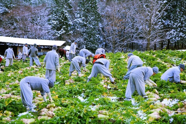 Hàn Quốc: Tổ đình Tòng Quảng Tự thu hoạch bắp, củ cải chế biến Kim chi