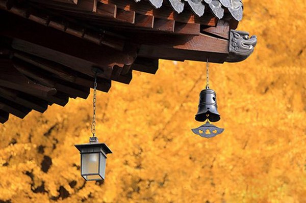 Trung Quốc: Vẻ đẹp mùa Thu Cổ thụ Bạch Quả nghìn năm tuổi tại Quan Âm Thiền Tự