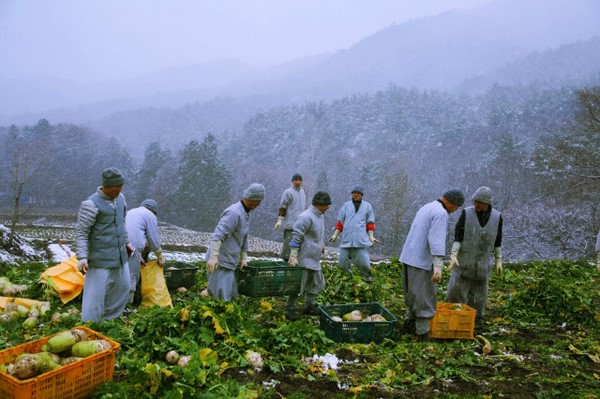 Hàn Quốc: Tổ đình Tòng Quảng Tự thu hoạch bắp, củ cải chế biến Kim chi