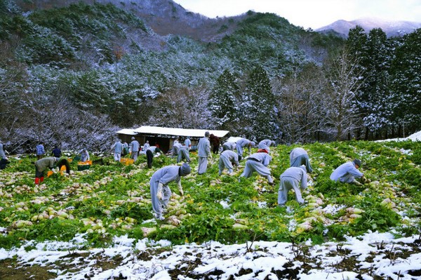 Hàn Quốc: Tổ đình Tòng Quảng Tự thu hoạch bắp, củ cải chế biến Kim chi