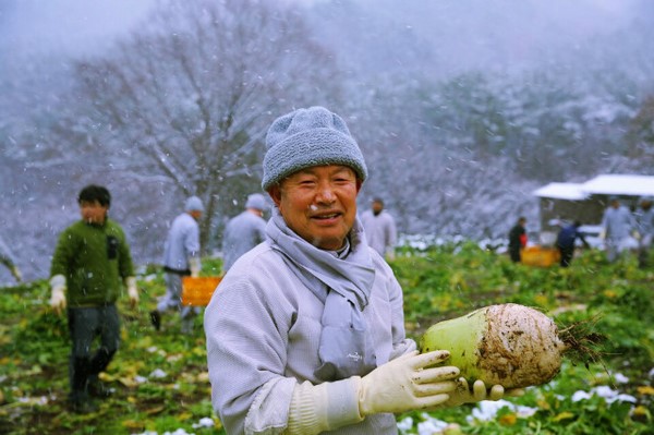 Hàn Quốc: Tổ đình Tòng Quảng Tự thu hoạch bắp, củ cải chế biến Kim chi