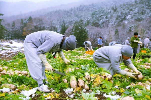 Hàn Quốc: Tổ đình Tòng Quảng Tự thu hoạch bắp, củ cải chế biến Kim chi