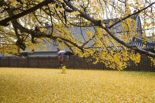 Trung Quốc: Vẻ đẹp mùa Thu Cổ thụ Bạch Quả nghìn năm tuổi tại Quan Âm Thiền Tự