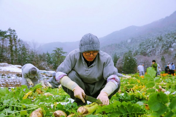 Hàn Quốc: Tổ đình Tòng Quảng Tự thu hoạch bắp, củ cải chế biến Kim chi