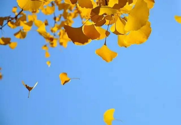 Trung Quốc: Vẻ đẹp mùa Thu Cổ thụ Bạch Quả nghìn năm tuổi tại Quan Âm Thiền Tự