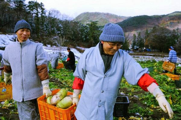 Hàn Quốc: Tổ đình Tòng Quảng Tự thu hoạch bắp, củ cải chế biến Kim chi