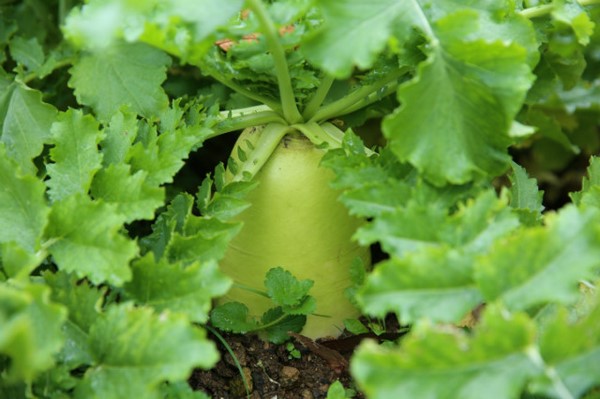 Hàn Quốc: Tổ đình Tòng Quảng Tự thu hoạch bắp, củ cải chế biến Kim chi