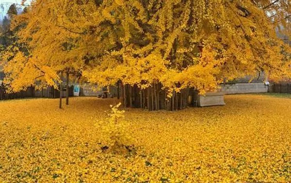Trung Quốc: Vẻ đẹp mùa Thu Cổ thụ Bạch Quả nghìn năm tuổi tại Quan Âm Thiền Tự