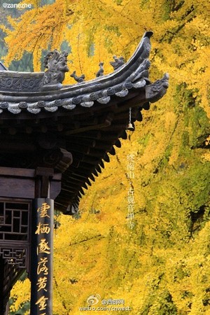 Trung Quốc: Vẻ đẹp mùa Thu Cổ thụ Bạch Quả nghìn năm tuổi tại Quan Âm Thiền Tự