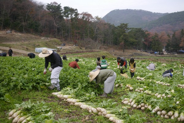 Hàn Quốc: Tổ đình Tòng Quảng Tự thu hoạch bắp, củ cải chế biến Kim chi