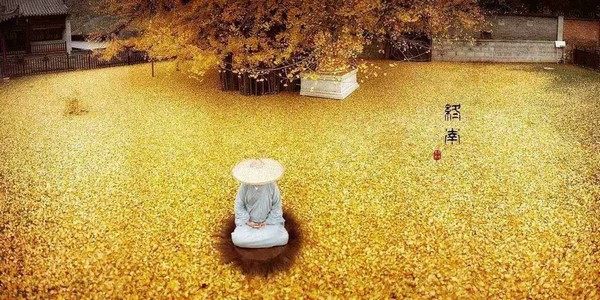 Trung Quốc: Vẻ đẹp mùa Thu Cổ thụ Bạch Quả nghìn năm tuổi tại Quan Âm Thiền Tự