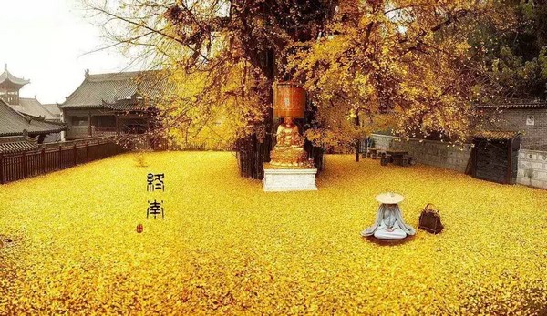 Trung Quốc: Vẻ đẹp mùa Thu Cổ thụ Bạch Quả nghìn năm tuổi tại Quan Âm Thiền Tự