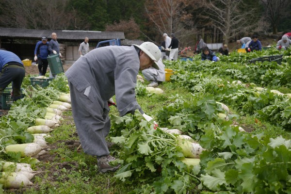 Hàn Quốc: Tổ đình Tòng Quảng Tự thu hoạch bắp, củ cải chế biến Kim chi