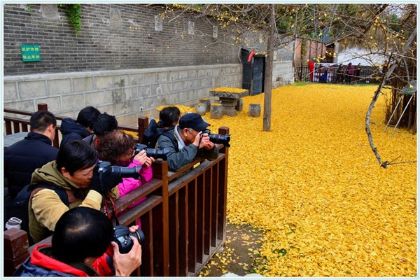 Trung Quốc: Vẻ đẹp mùa Thu Cổ thụ Bạch Quả nghìn năm tuổi tại Quan Âm Thiền Tự