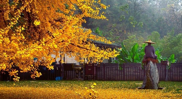 Trung Quốc: Vẻ đẹp mùa Thu Cổ thụ Bạch Quả nghìn năm tuổi tại Quan Âm Thiền Tự