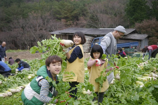 Hàn Quốc: Tổ đình Tòng Quảng Tự thu hoạch bắp, củ cải chế biến Kim chi