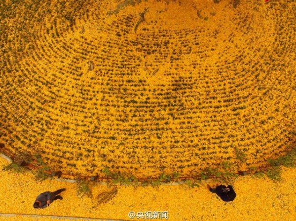 Trung Quốc: Vẻ đẹp mùa Thu Cổ thụ Bạch Quả nghìn năm tuổi tại Quan Âm Thiền Tự