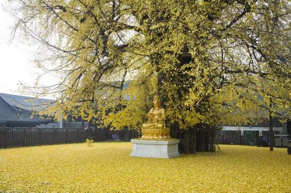 Trung Quốc: Vẻ đẹp mùa Thu Cổ thụ Bạch Quả nghìn năm tuổi tại Quan Âm Thiền Tự