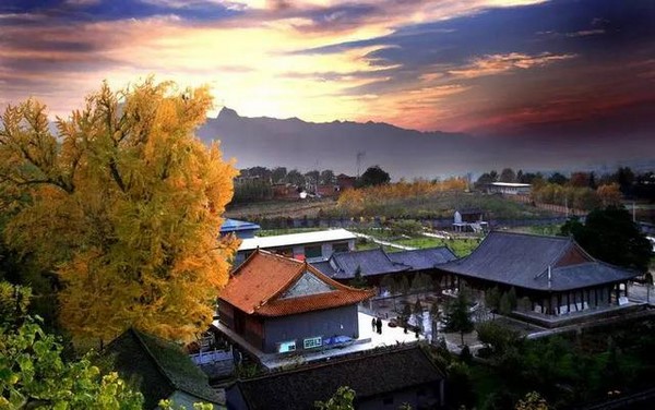 Trung Quốc: Vẻ đẹp mùa Thu Cổ thụ Bạch Quả nghìn năm tuổi tại Quan Âm Thiền Tự