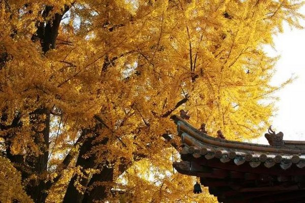 Trung Quốc: Vẻ đẹp mùa Thu Cổ thụ Bạch Quả nghìn năm tuổi tại Quan Âm Thiền Tự