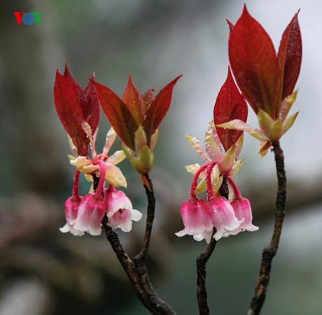 Ngắm hoa đào chuông rực rỡ trên đỉnh Bà Nà