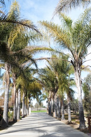 Tết Bính Thân 2016 - Viếng 10 chùa ở Bắc California,Hoa Kỳ