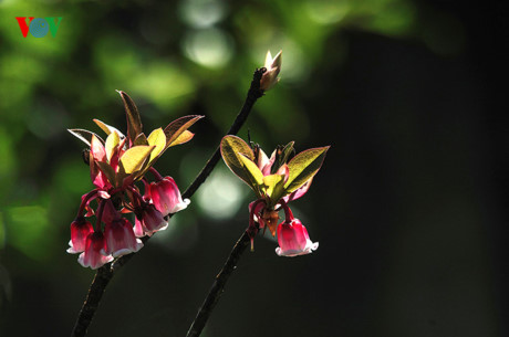 Ngắm hoa đào chuông rực rỡ trên đỉnh Bà Nà