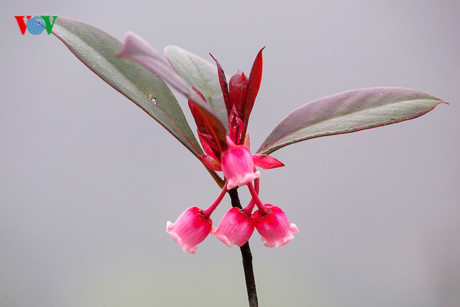 Ngắm hoa đào chuông rực rỡ trên đỉnh Bà Nà