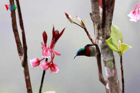 Ngắm hoa đào chuông rực rỡ trên đỉnh Bà Nà