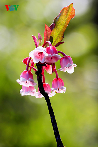 Ngắm hoa đào chuông rực rỡ trên đỉnh Bà Nà