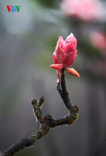 Ngắm hoa đào chuông rực rỡ trên đỉnh Bà Nà