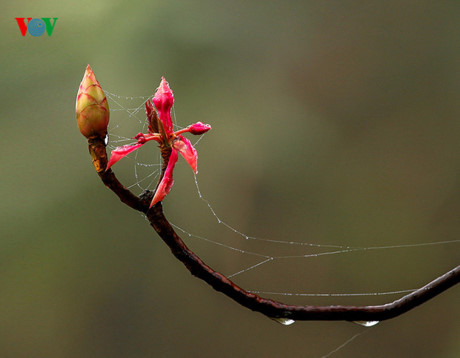 Ngắm hoa đào chuông rực rỡ trên đỉnh Bà Nà