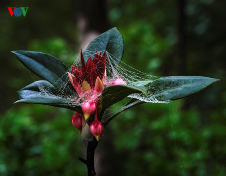 Ngắm hoa đào chuông rực rỡ trên đỉnh Bà Nà