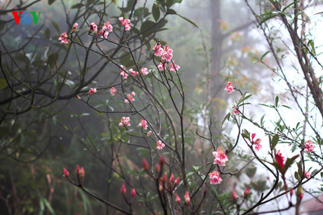 Ngắm hoa đào chuông rực rỡ trên đỉnh Bà Nà