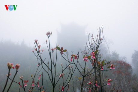 Ngắm hoa đào chuông rực rỡ trên đỉnh Bà Nà