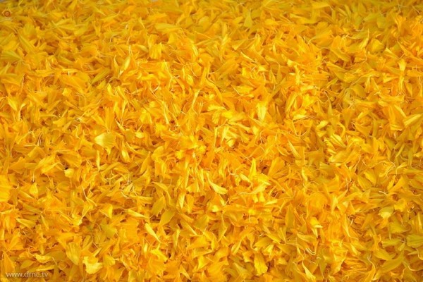 Thái Lan: Hình ảnh Tu viện Wat Phra Dhammakaya tổ chức cuộc Hành hương vì hòa bình