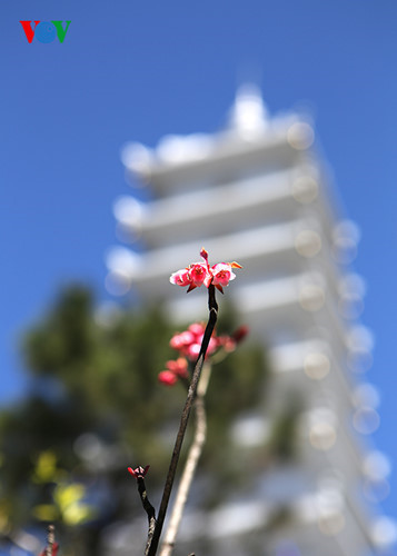 Ngắm hoa đào chuông rực rỡ trên đỉnh Bà Nà