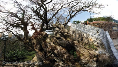 Yên Tử bốn mùa xanh