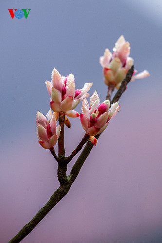 Ngắm hoa đào chuông rực rỡ trên đỉnh Bà Nà