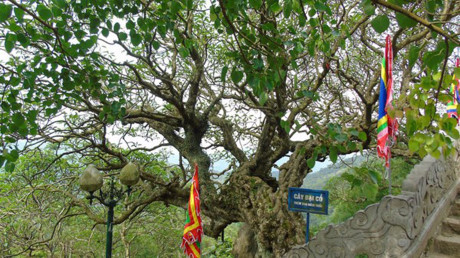Về Yên Tử khám phá rừng xích tùng hơn 700 tuổi