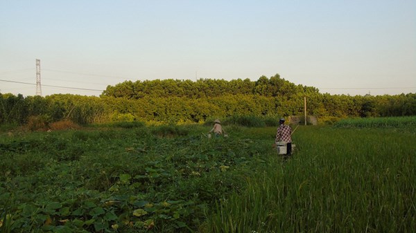 Uốn lượn đường thông xanh lên chùa ‘bàn tay của Phật’