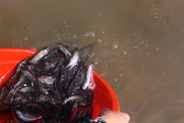 Thanh Hóa: Lễ tưởng niệm các nạn nhân bị bom Pháp giết hại tại chợ Kiểu- Yên Định