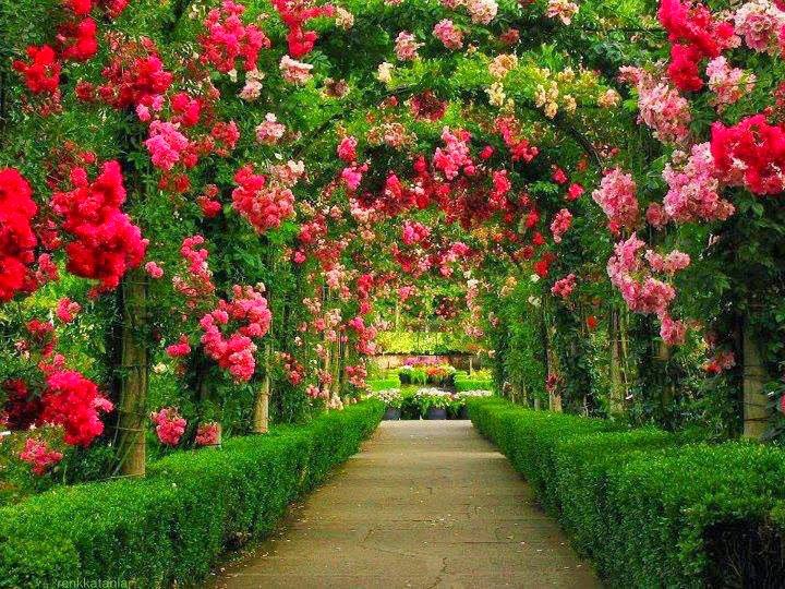 Đẹp nhất hình nền vườn hoa hồng trong mùa xuân này