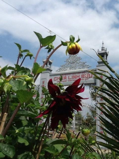 Chùa Linh Bửu tổ chức đố vui Phật pháp