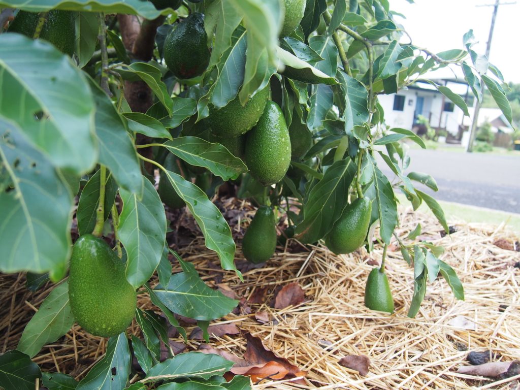 Úc: Con đường độc đáo chỉ cần ‘nhìn là muốn ăn’