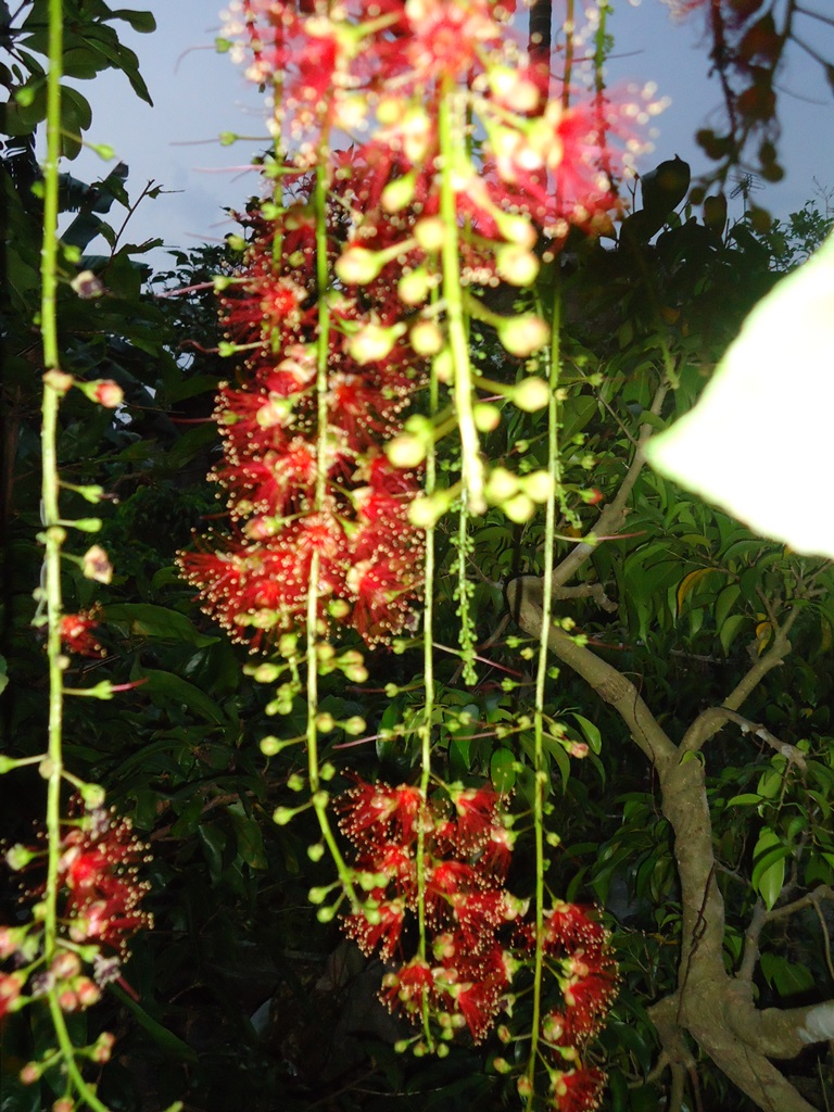 Chùm thơ đường Luật