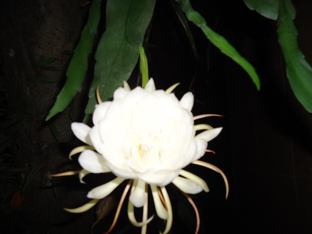 Chùm thơ đường Luật
