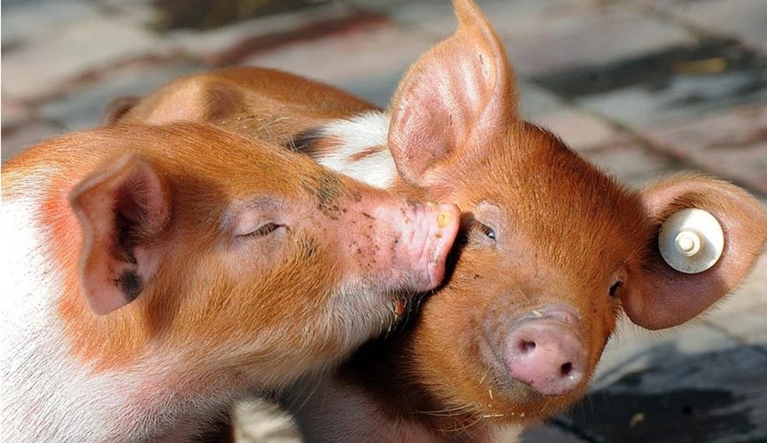 Ăn chay thường hay ăn chay thuần, góp phần bảo vệ môi trường và trái đất