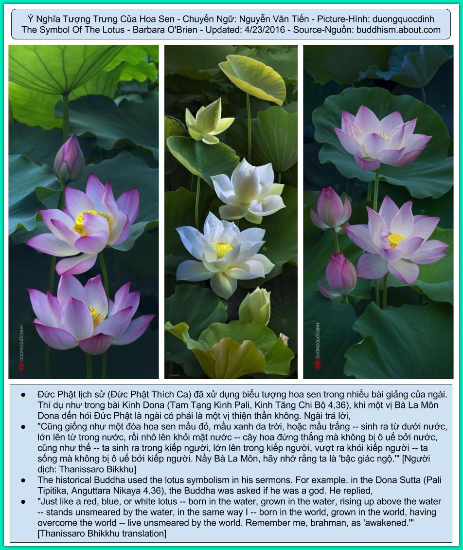 Ý Nghĩa Tượng Trưng Của Hoa Sen